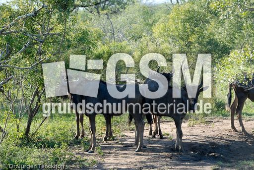 Gnus (11 von 22).jpg